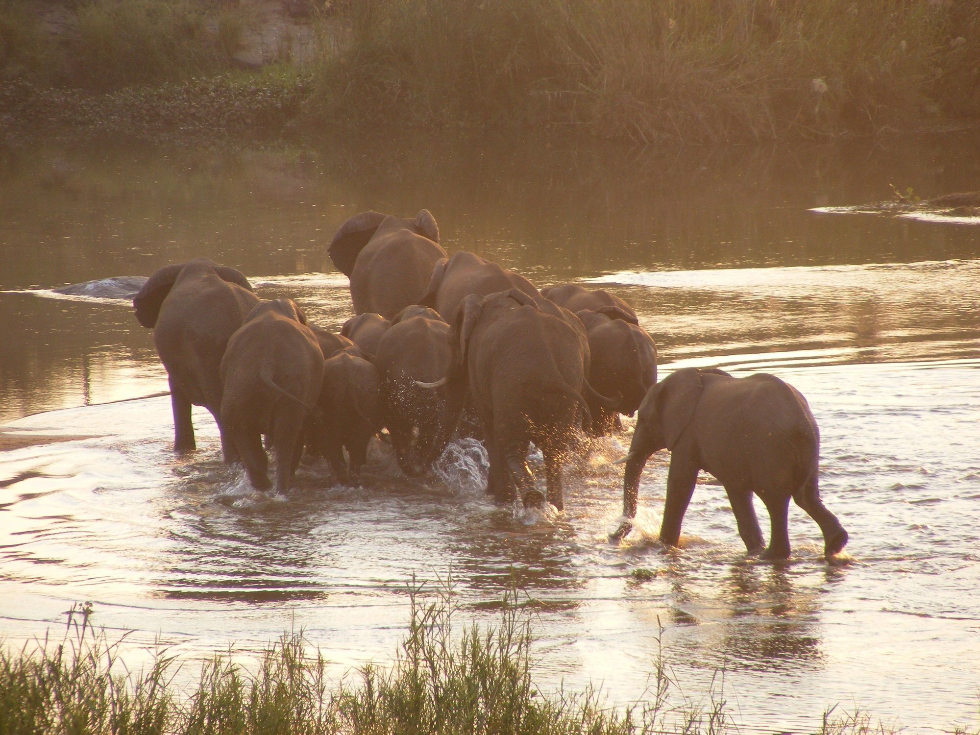 Elephant Walk Retreat Komatipoort Ngoại thất bức ảnh